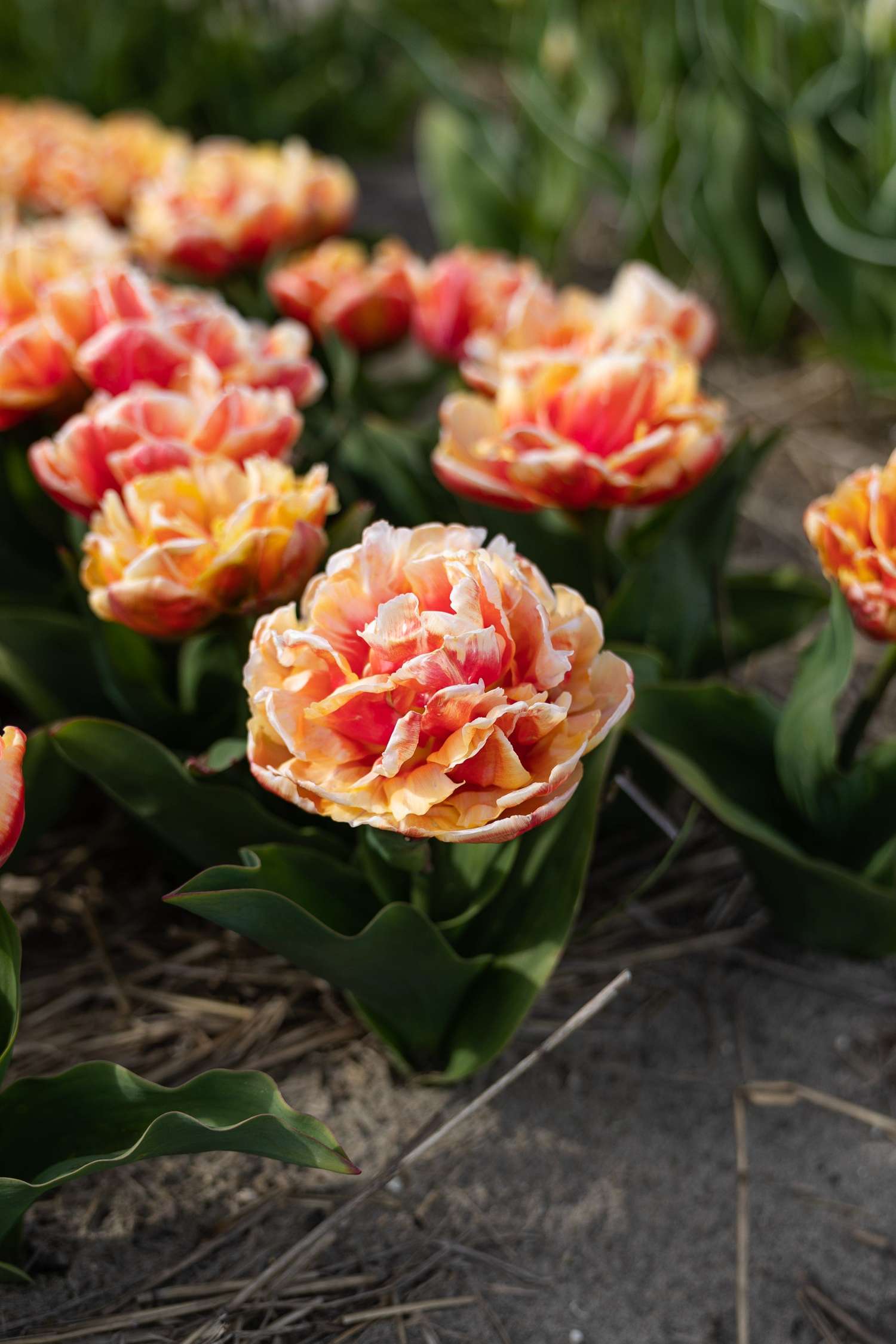 Tulppaani 'Gudoshnik'
